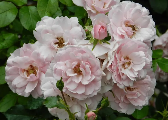 Manor * Saare (Laanemaa)